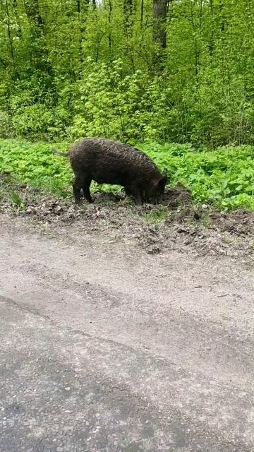 ДИКИЙ КАБАН ПРОГУЛИВАЕТСЯ ПО ОБОЧИНЕ смотреть онлайн