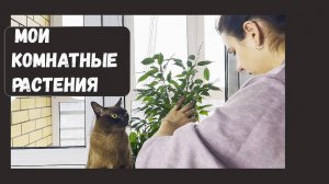 Обзор моих комнатных растений 🌼 Часть 2