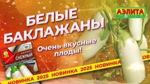 БЕЛЫЕ БАКЛАЖАНЫ с очень вкусными плодами! Сорт СНЕЖНЫЙ