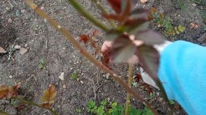 Черенкование плетистой и чайно гибридной розы.Работа на участке.