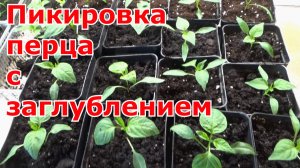 Пикировка перца. Заглублять перец при пересадке или нет.