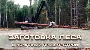 Заготовка леса на делянке