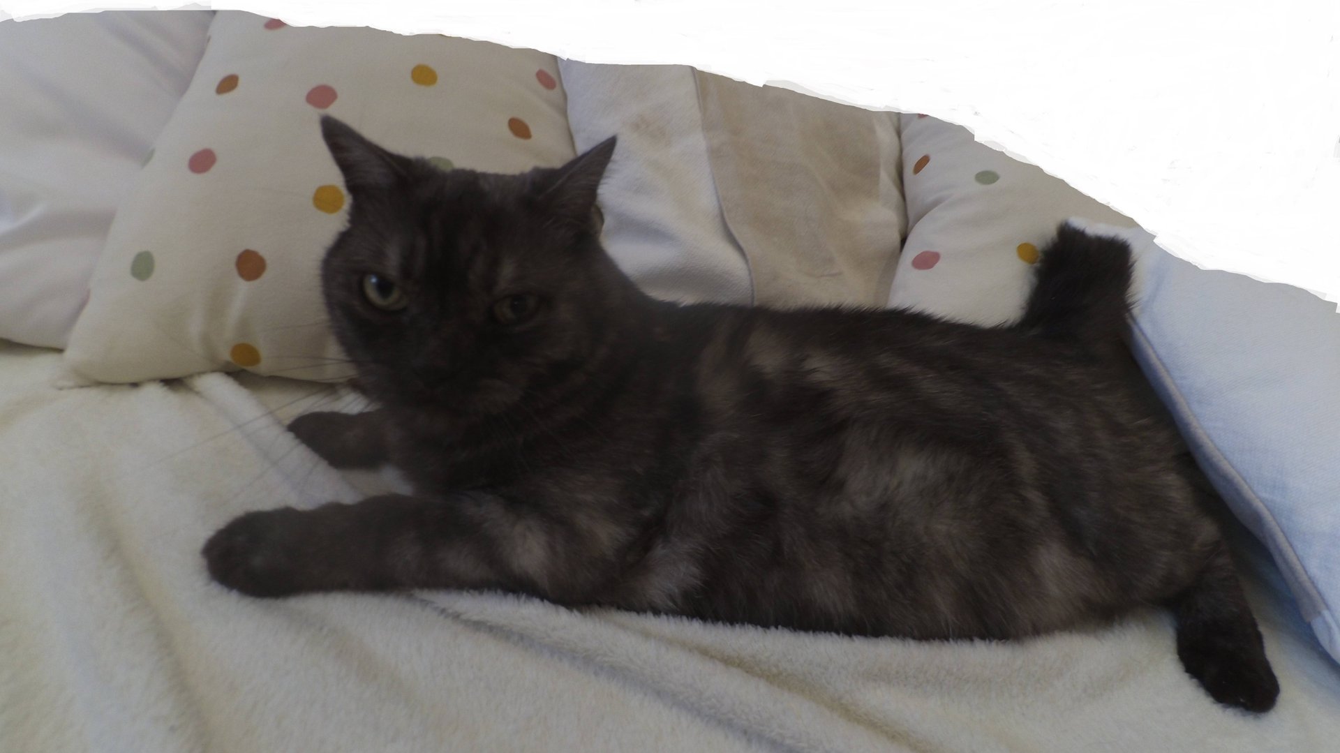 Мой кот Феликс)