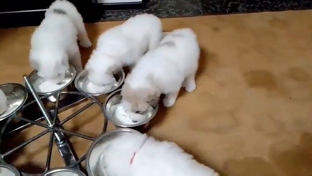 Щенки Пиренейская горная собака питомник ЮНИСИЯ. смотреть онлайн