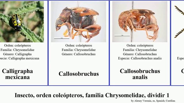 Insecto, orden coleópteros, familia Chrysomelidae, dividir 1 callosobruchus andersonoplatus leaf смотреть онлайн