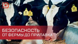 До 1 сентября необходимо провести идентификацию мелкого рогатого скота в Дагестане