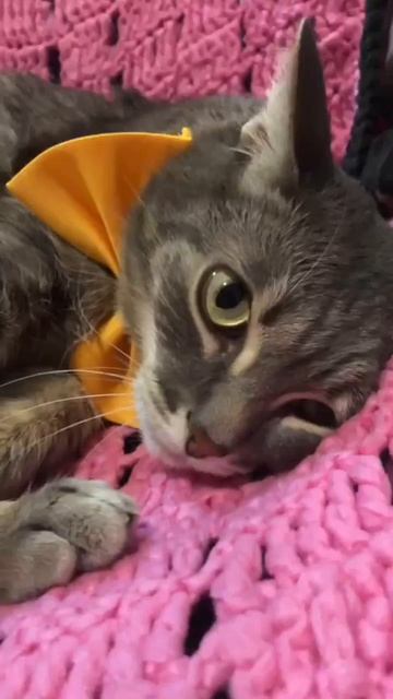 🐾 Кошачьи моменты 🐱