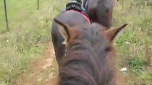 Верхом на коне