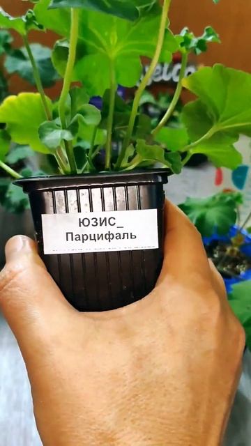 КАК УКОРЕНИТЬ☝️ЧЕРЕНОК?✨✨✨✨✨✨✨✨✨✨✨ смотреть онлайн