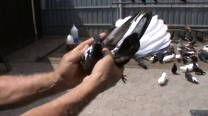 Николаевские голуби г.Павлоград (04. 07 2021г.)