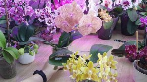Орхидея Phalаenopsis Sogo Very Maple Big lip #Цветение 2024