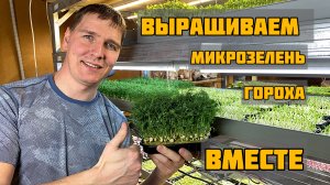 Выращиваем микрозелень гороха.