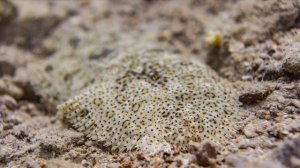 Diving in the Red Sea: Underwater Photography Slideshow - Sony a6000