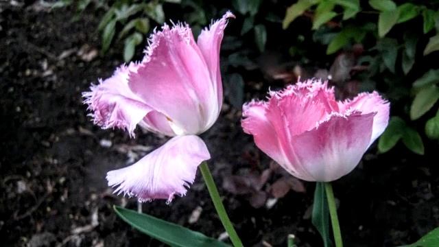 Heather Hammers  Tiptoe Through the Tulips Tiny Tim cover 