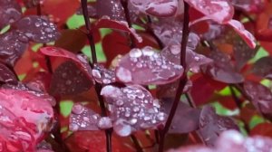 Berberis Thunbergii Rose Glow