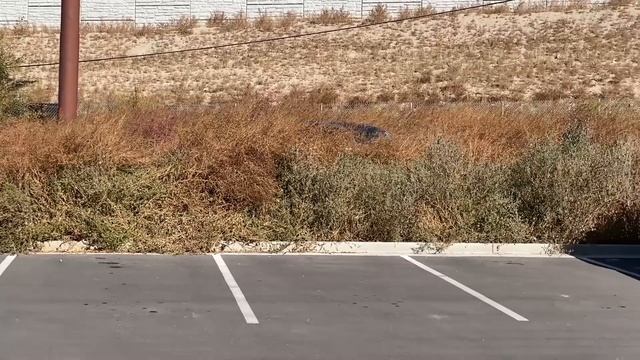 Smart Car Testing: Racing Jumping Jungle Driving and Off Roading