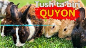 QUYON TUSHDA - TUSHDA QUYON KO’RISH - tushda quyon ko'rsa - Тушда Куён курса