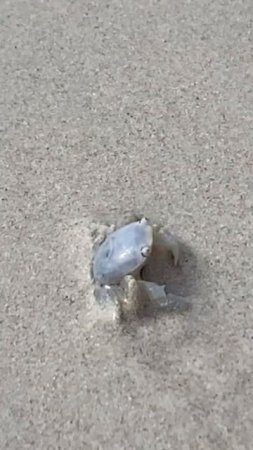 ghost crab Tortuga Bay Galápagos Islands