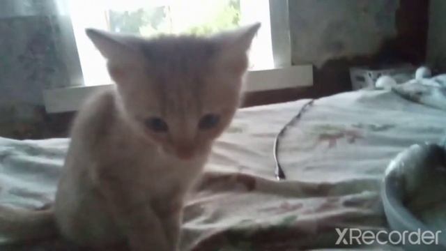 Имена котят Маси смотреть онлайн