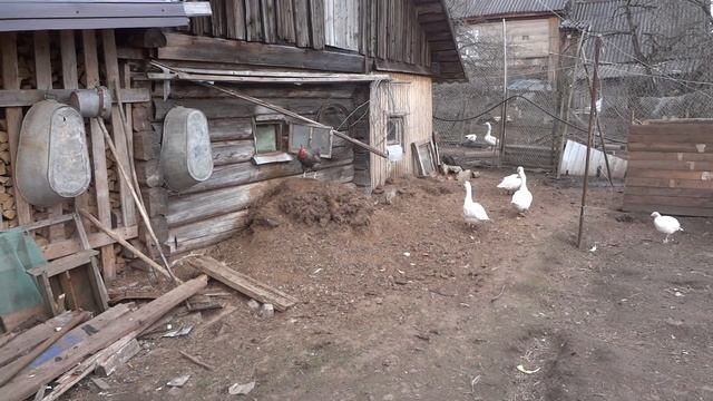 Гуляем. Индюшата, гуси, петух смотреть онлайн