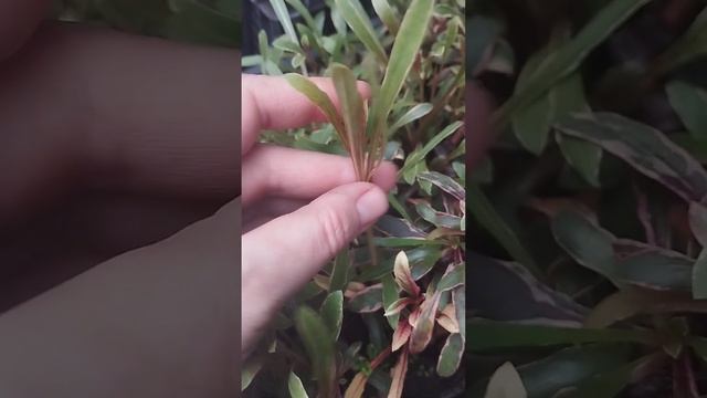 Гаура пестролистая. Как зимует в теплице! Сажаем черенками  "мятные"  кашпо на ножке  !