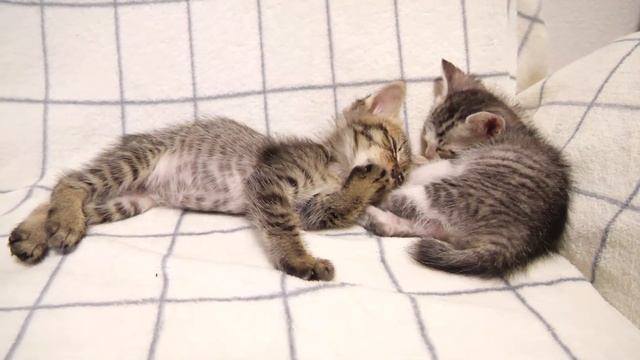 一緒に寝ようと寝ている子猫と添い寝する子猫【赤ちゃん猫　保護猫】