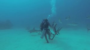 Scuba Diving in the Bahamas (Shark and Wreck Dives) [GoPro HD]