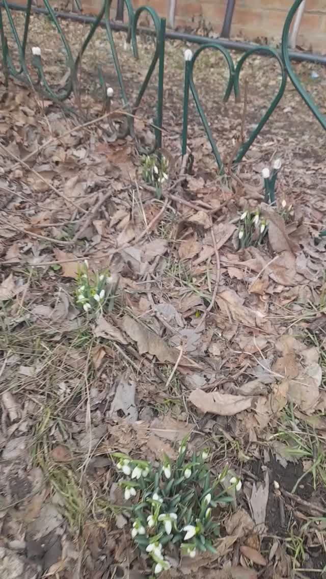 ОБЛЕТЫ 🐝🪻 #пчелы #пасека #пчеловодство смотреть онлайн