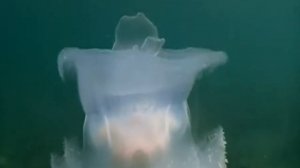 Jellyfish of the South China Sea, Malaysia