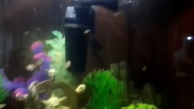 Много гуппи смотреть онлайн