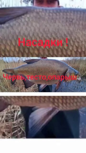 Всё о леще! Календарь рыболова!#shorts