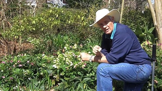 Lenten Rose, aka Hellebores смотреть онлайн