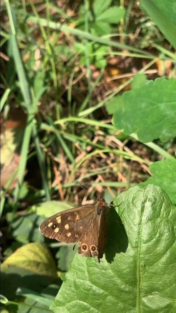 Szemeslepke elszáll смотреть онлайн