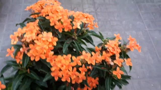 Trang cam lá nhỏ đang ra hoa đẹp. смотреть онлайн