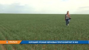 В Западно Казахстанской области прогнозируют хороший урожай зерновых