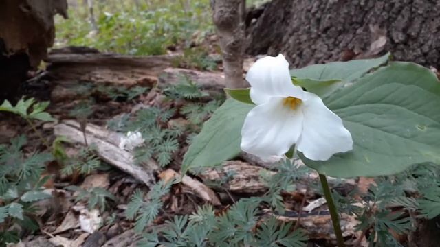 Trillium grandiflorum (My Favorite Flower) смотреть онлайн