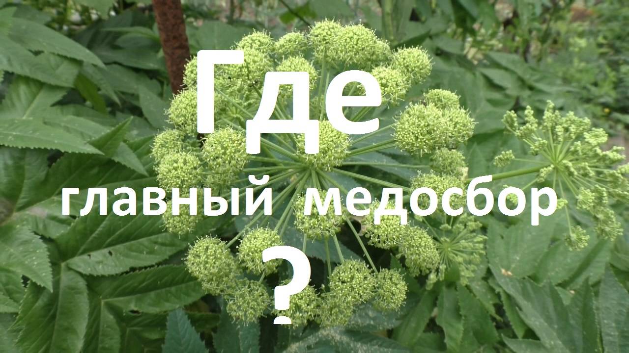 Чтобы не прозевать главный медосбор смотреть онлайн