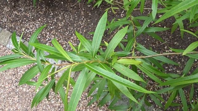 Salix udensis Trautv. & C. A. Mey. čes. vrba sachalinská смотреть онлайн