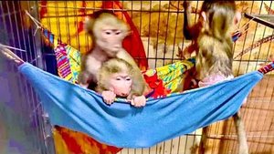 Мы СОЕДИНИЛИ всех гамадрил вместе! Вы только посмотрите как Степа оттаскивает Маню