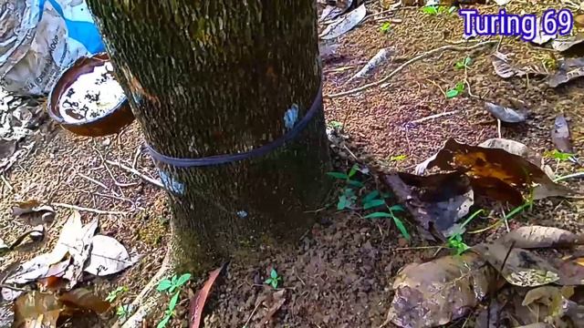 Cara Pemupukan| Batang Karet ( Alam ) смотреть онлайн