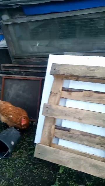 Дядя Витя куриный пастух. Выгуливаю кур часть 3