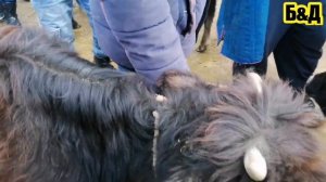 Бозори Мол 🇹🇯💪👍фароб #6 #подписаться #кунид