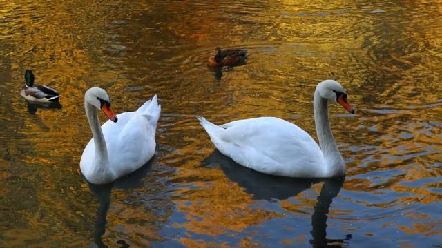 Отражение осени смотреть онлайн