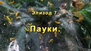 Эпизод-07 Пауки