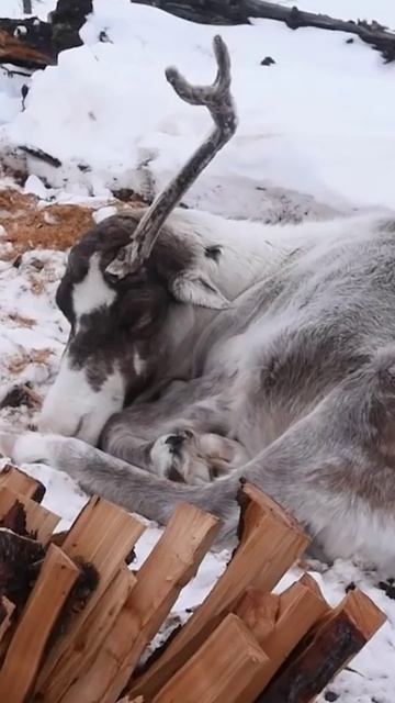 📍Почему олень не мерзнет в условиях Крайнего Севера