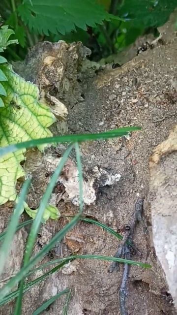 Как избавиться от укуса муравьев. Последствия укуса смотреть онлайн