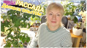 Рассада ТОМАТОВ Первые всходы НЕ УПУСТИТЕ - это важно. Не повторяйте моих ОШИБОК