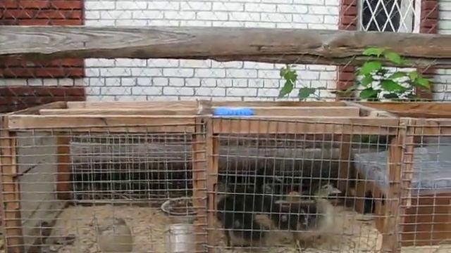 Индоутята 1 месяц.