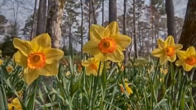 Gibbs Gardens - Here Comes The Sun смотреть онлайн