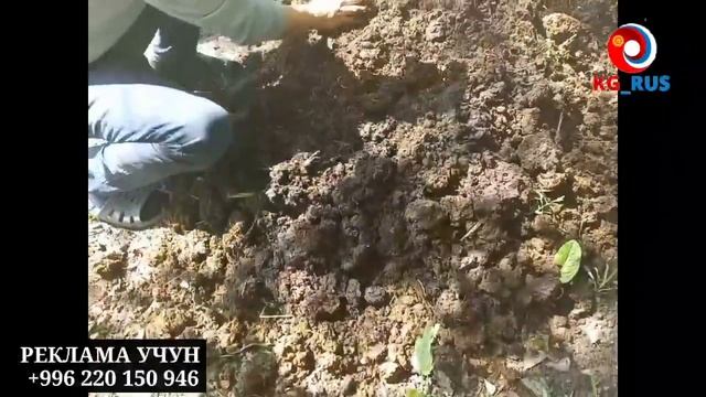 ШААЛЫ БИОГУМУСКА БЫШКАНДА ЭМНЕ БОЛОТ? ОЗГОН ГУРУЧ. смотреть онлайн